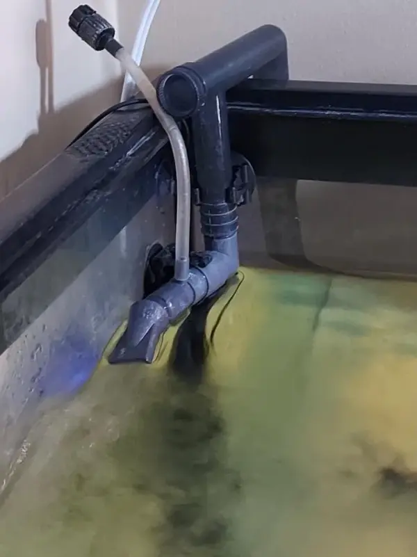 Customer photo 9 of <span class="sdh-h1" data-short="VEVOR Aquarium Filter 317GPH 1200L/h">VEVOR Aquarium Filter 317GPH, 4-Stage Canister Filter 100 Gallon, Ultra-Quiet Internal Aquarium Filter with UV Protection, Submersible Power Filter with Multiple Function for Fish Tanks, 12W</span>