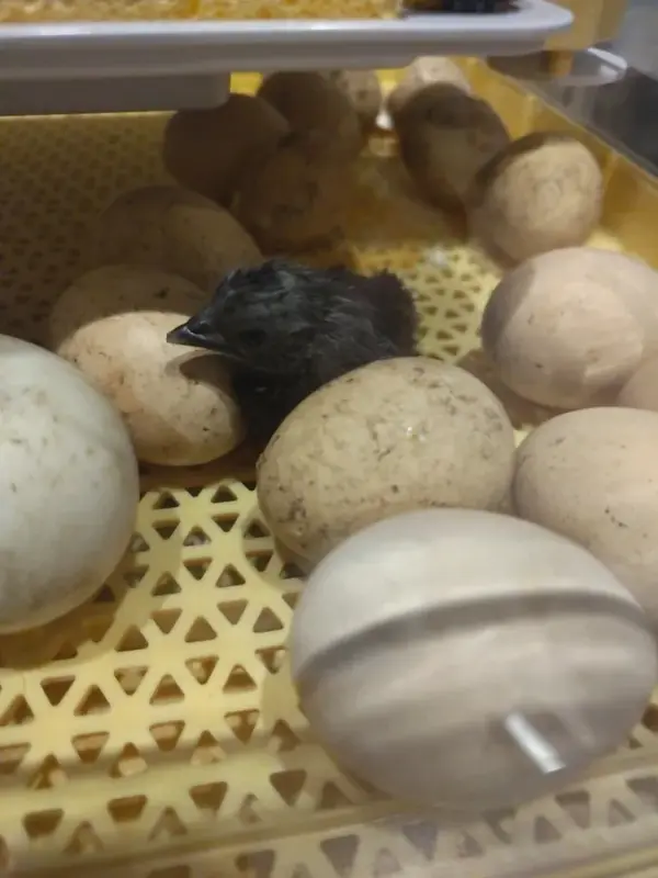 Customer photo 7 of <span class="sdh-h1" data-short="VEVOR 24 Egg Incubator 24 Eggs">VEVOR 24 Egg Incubator, Automatic Egg Turner with LED Candler, Temperature Control & Humidity Display, 360° View Window, Auto Water Refill, Poultry Eggs Incubator for Hatching Chicks Ducks Goose Quail</span>