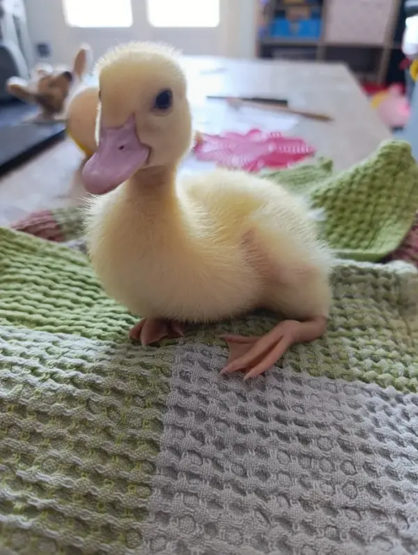 Customer photo 6 of <span class="sdh-h1" data-short="VEVOR 48 Egg Incubator 48 Eggs">VEVOR 48 Egg Incubator, Automatic Egg Turner with LED Candler, Temperature Display & Auto Humidity Control, 360° View Clear Window, Poultry Eggs Incubator for Hatching Chicks Ducks Goose Quail</span>
