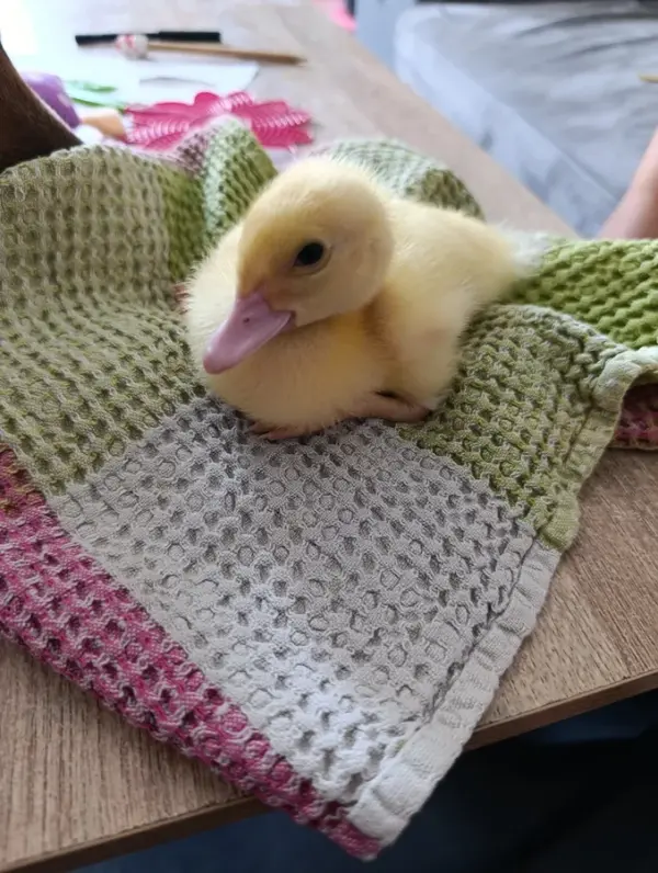 Customer photo 7 of <span class="sdh-h1" data-short="VEVOR 48 Egg Incubator 48 Eggs">VEVOR 48 Egg Incubator, Automatic Egg Turner with LED Candler, Temperature Display & Auto Humidity Control, 360° View Clear Window, Poultry Eggs Incubator for Hatching Chicks Ducks Goose Quail</span>