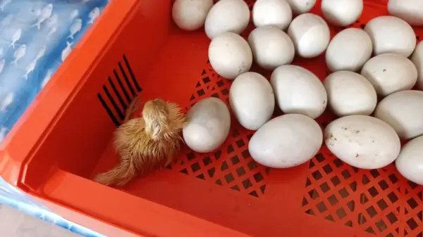 Customer photo 4 of <span class="sdh-h1" data-short="VEVOR 24 Egg Incubator 24 Eggs">VEVOR 24 Egg Incubator, Automatic Egg Turner with LED Candler, Temperature Control & Humidity Display, 360° View Window, Auto Water Refill, Poultry Eggs Incubator for Hatching Chicks Ducks Goose Quail</span>