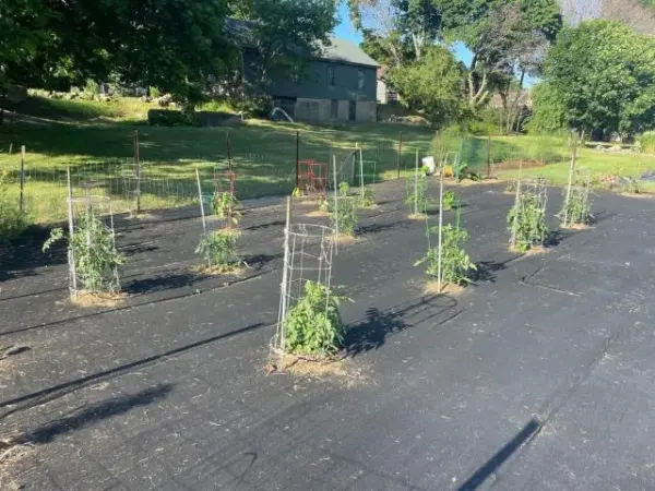 Customer photo 1 of <span class="sdh-h1" data-short="VEVOR 5.8 oz Weed Barrier 3 x 300 ft Landscape Fabric">VEVOR Weed Barrier, 5.8oz Landscape Fabric, 3ft x 300ft Cover Mat Heavy Duty Woven Grass Control Geotextile for Garden, Patio, Black</span>