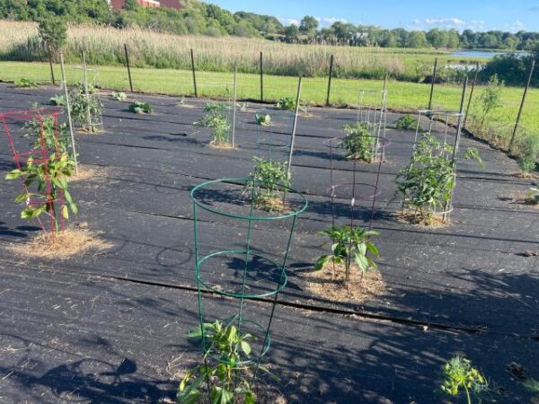Customer photo 2 of <span class="sdh-h1" data-short="VEVOR 5.8 oz Weed Barrier 4 x 100 ft Landscape Fabric">VEVOR Garden Weed Barrier Fabric, 5.8 OZ Heavy Duty Landscape Fabric, 4ft x 100ft Weed Block Control for Garden Ground Cover, Woven Geotextile Fabric for Landscaping, Gardening, Underlayment, Black</span>