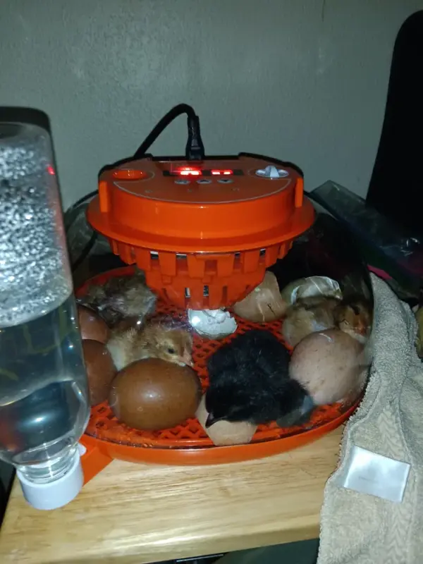 Customer photo 4 of <span class="sdh-h1" data-short="VEVOR 400 Egg Incubator 400 Eggs">VEVOR 400 Egg Incubator, Poultry Incubator Cabinet with Automatic Eggs Turning, Temperature & Humidity Control, Heating & Cooling Egg Hatcher, Commercial Incubators for Hatching Chicks Ducks Goose</span>