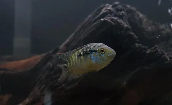 Customer photo 4 of <span class="sdh-h1" data-short="VEVOR Aquarium Filter 264GPH 1000L/h">VEVOR Aquarium Filter 264GPH, 3-Stage Canister Filter 75 Gallon, Ultra-Quiet Internal Aquarium Filter with UV Protection, Submersible Power Filter with Multiple Function for Fish Tanks, 11W</span>
