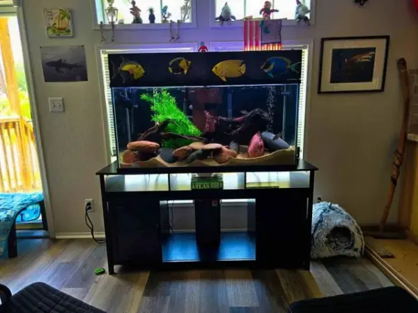Customer photo 3 of <span class="sdh-h1" data-short="VEVOR Aquarium Filter 264GPH 1000L/h">VEVOR Aquarium Filter 264GPH, 3-Stage Canister Filter 75 Gallon, Ultra-Quiet Internal Aquarium Filter with UV Protection, Submersible Power Filter with Multiple Function for Fish Tanks, 11W</span>