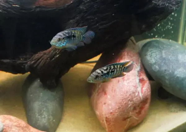 Customer photo 1 of <span class="sdh-h1" data-short="VEVOR Aquarium Filter 264GPH 1000L/h">VEVOR Aquarium Filter 264GPH, 3-Stage Canister Filter 75 Gallon, Ultra-Quiet Internal Aquarium Filter with UV Protection, Submersible Power Filter with Multiple Function for Fish Tanks, 11W</span>