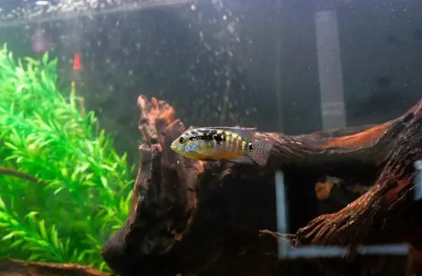 Customer photo 2 of <span class="sdh-h1" data-short="VEVOR Aquarium Filter 317GPH 1200L/h">VEVOR Aquarium Filter 317GPH, 4-Stage Canister Filter 100 Gallon, Ultra-Quiet Internal Aquarium Filter with UV Protection, Submersible Power Filter with Multiple Function for Fish Tanks, 12W</span>