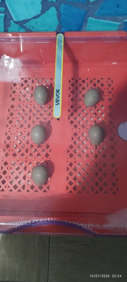 Customer photo 2 of <span class="sdh-h1" data-short="VEVOR 48 Egg Incubator 48 Eggs">VEVOR 48 Egg Incubator, Automatic Egg Turner with LED Candler, Temperature Display & Auto Humidity Control, 360° View Clear Window, Poultry Eggs Incubator for Hatching Chicks Ducks Goose Quail</span>