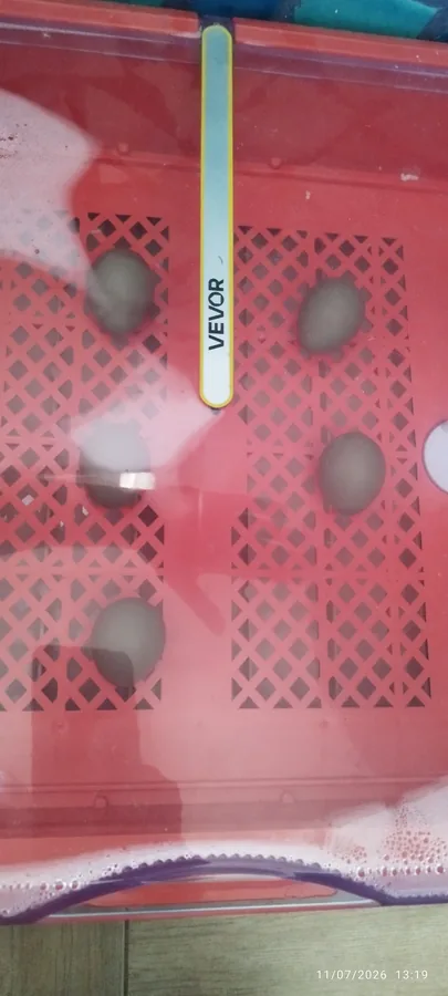 Customer photo 3 of <span class="sdh-h1" data-short="VEVOR 48 Egg Incubator 48 Eggs">VEVOR 48 Egg Incubator, Automatic Egg Turner with LED Candler, Temperature Display & Auto Humidity Control, 360° View Clear Window, Poultry Eggs Incubator for Hatching Chicks Ducks Goose Quail</span>