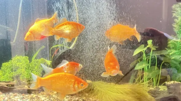 Customer photo 1 of <span class="sdh-h1" data-short="VEVOR Aquarium Filter 317GPH 1200L/h">VEVOR Aquarium Filter 317GPH, 4-Stage Canister Filter 100 Gallon, Ultra-Quiet Internal Aquarium Filter with UV Protection, Submersible Power Filter with Multiple Function for Fish Tanks, 12W</span>