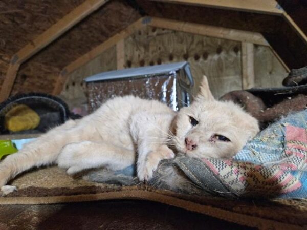 Customer photo 1 of <span class="sdh-h1" data-short="VEVOR Heated Cat House Outdoor Kitty Shelter Gray Medium">VEVOR Heated Cat House, Outdoor Kitty Shelter with Timer, 600D Oxford Cloth Foldable Cat Shelter with Heated Pad for Winter to Stay Warm and Cozy, Gray (Middle)</span>