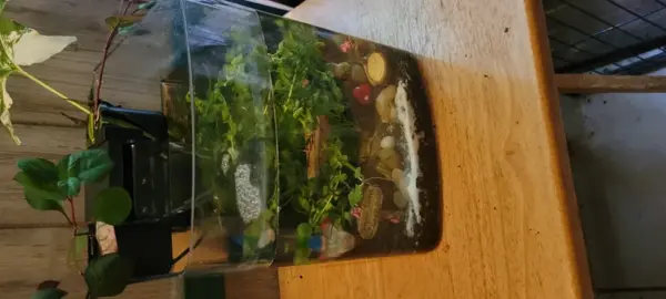 Customer photo 3 of <span class="sdh-h1" data-short="VEVOR Fish Tank Aquarium Arch & 2 gal">VEVOR Fish Tank Aquarium, 2 Gallon Arch Ultra-Clear GPPS Starter Smart Tank Adjustable 3 Color Lighting, Self Cleaning System Fishbowl for Freshwater & Saltwater Fish Home, Office, or Pet Use</span>