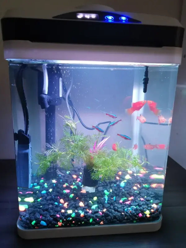 Customer photo 1 of <span class="sdh-h1" data-short="VEVOR Fish Tank Aquarium Square & 2 gal">VEVOR Fish Tank Aquarium, 2 Gallon LED Square Ultra-Clear Glass Tank Temperature Monitoring Adjustable 7 Color Lighting, Self Cleaning System Fishbowl for Freshwater & Saltwater Fish Home,Office,Pet</span>